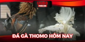 Đá Gà Thomo Hôm Nay: Tìm Hiểu Luật Chơi Chi Tiết Tại UU88