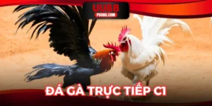 Đá Gà Trực Tiếp C1: Bỏ Túi Luật Chơi Cực Dễ Hiểu Tại UU88