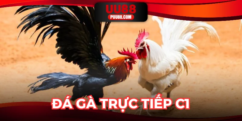 Đá Gà Trực Tiếp C1: Bỏ Túi Luật Chơi Cực Dễ Hiểu Tại UU88