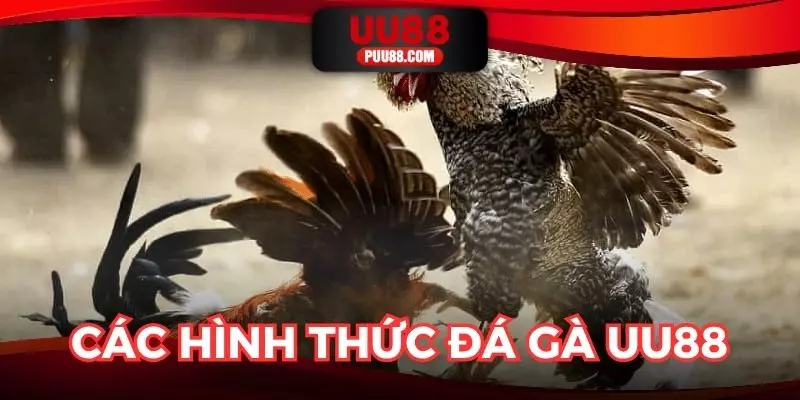 Điểm mặt những kiểu đá gà UU88 đang được ưa chuộng nhất