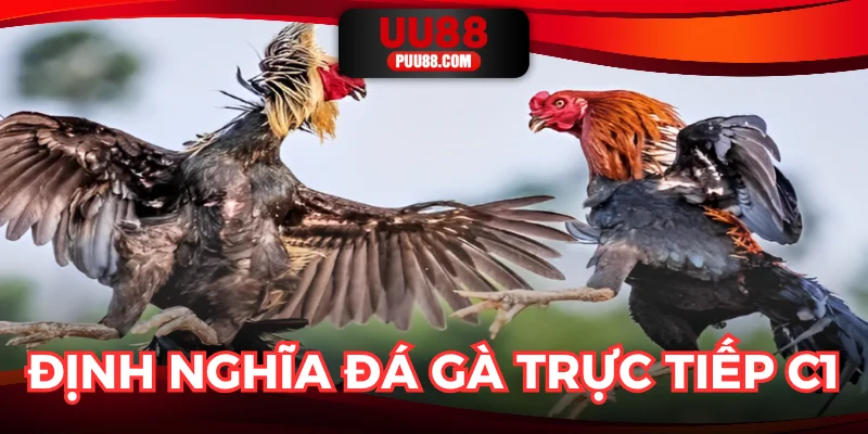 Giải thích khái niệm đá gà C1 phát sóng trực tiếp
