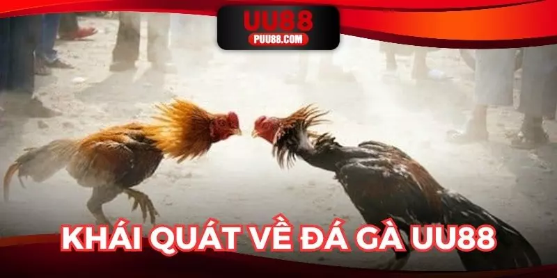 Giới thiệu chung về sảnh đá gà UU88 hot nhất hiện nay