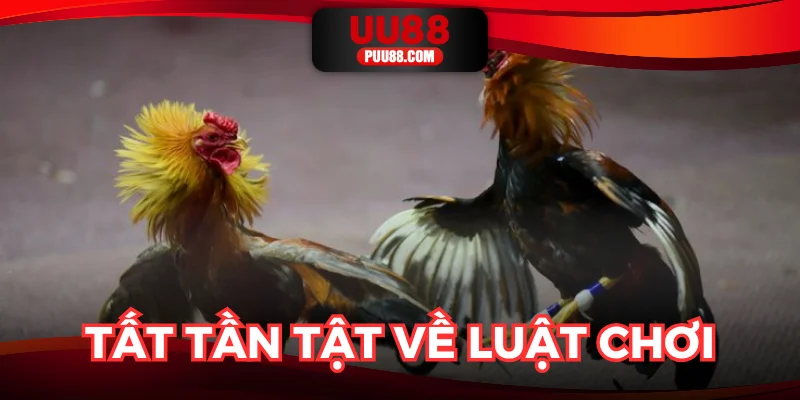Khám phá toàn bộ điều lệ đá gà thomo hôm nay