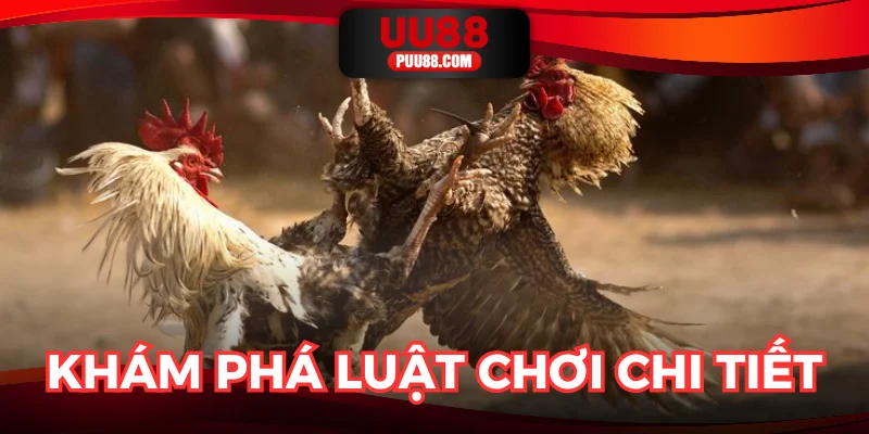 Luật chơi cụ thể trong hình thức đá gà trực tiếp C1