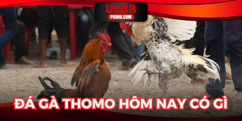 Lý do khiến đấu trường luôn sôi động mỗi ngày