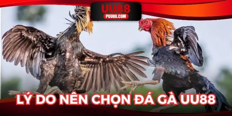 Yếu tố làm nên sức hút của sảnh đá gà UU88 đối với người chơi hiện nay
